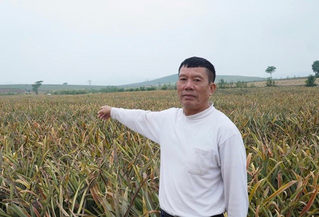 Cả chục ha dứa bỗng dưng bị h&eacute;o &uacute;a