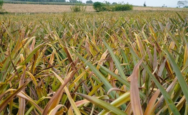 Dứa chết h&agrave;ng loạt, người d&acirc;n lo thất thu