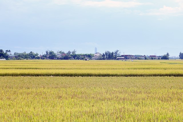 H&agrave; Tĩnh kỳ vọng sẽ đảm bảo cung ứng giống l&uacute;a kịp thời, đ&uacute;ng chất lượng, giảm chi ph&iacute; sản xuất, bảo vệ quyền lợi ch&iacute;nh đ&aacute;ng của người n&ocirc;ng d&acirc;n