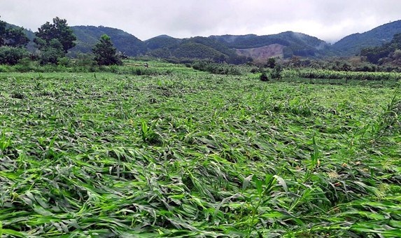 H&agrave; Tĩnh d&agrave;nh gần 16,3 tỷ đồng hỗ trợ người d&acirc;n v&ugrave;ng thi&ecirc;n tai kh&ocirc;i phục sản xuất ng&ocirc;