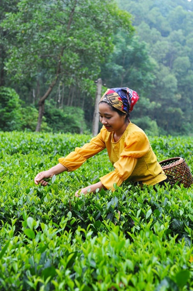 M&ocirc; h&igrave;nh sản xuất ch&egrave; theo hướng an to&agrave;n, hữu cơ mang lại hiệu quả kinh tế cao của gia đ&igrave;nh anh Ho&agrave;ng Văn Tuấn