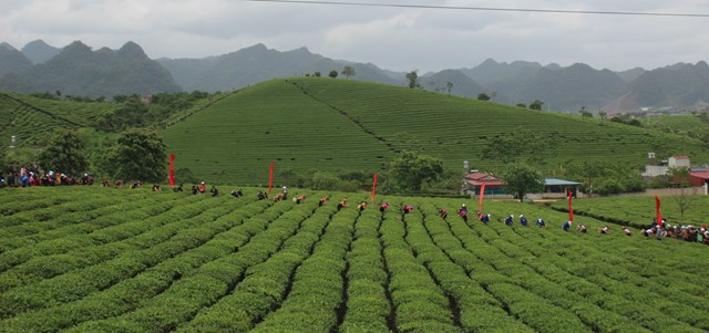 V&ugrave;ng ch&egrave; xanh được được trồng phổ biến tr&ecirc;n cả nước Việt Nam - Ảnh: Sơn Thủy