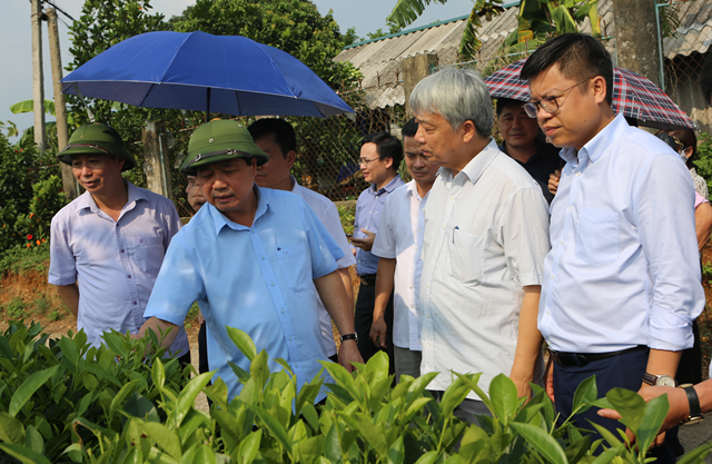 TS. Nguyễn Hữu T&agrave;i - Chủ tịch Hiệp hội ch&egrave; Việt Nam (thứ 2 từ phải sang) c&ugrave;ng đo&agrave;n đại biểu thăm m&ocirc; h&igrave;nh sản xuất ch&egrave; tại x&atilde; T&acirc;n Cương, th&agrave;nh phố Th&aacute;i Nguy&ecirc;n (Ảnh - Sơn Thủy)