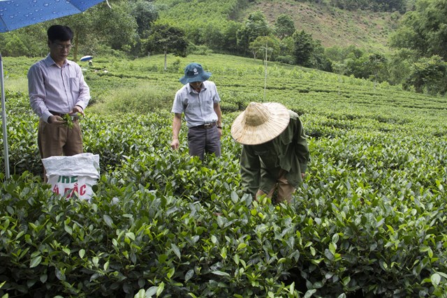 M&ocirc; h&igrave;nh th&acirc;m canh ch&egrave; theo hướng VietGAP tại x&atilde; Như Cố (Chợ Mới) cho sản lượng b&uacute;p trung b&igrave;nh đạt 3,5 tấn/ha.