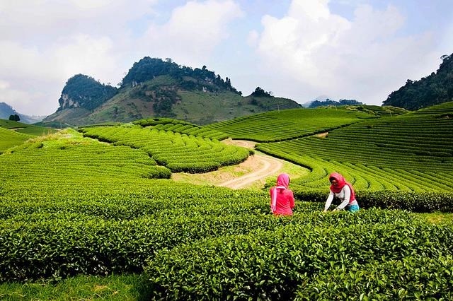 Nh&atilde;n hiệu tập thể &ldquo;Ch&egrave; Th&aacute;i Nguy&ecirc;n&rdquo; vừa được bảo hộ th&agrave;nh c&ocirc;ng tại c&aacute;c nước Nga, Nhật Bản v&agrave; H&agrave;n Quốc.