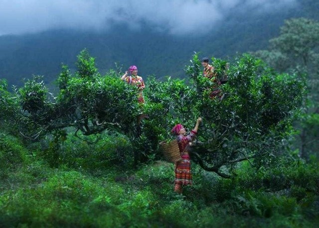 V&ugrave;ng đất n&agrave;y được thi&ecirc;n nhi&ecirc;n ưu &aacute;i ban tặng cho địa h&igrave;nh, kh&iacute; hậu thuận lợi để c&acirc;y ch&egrave; ph&aacute;t triển