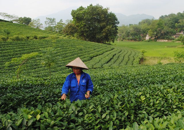 V&ugrave;ng nguy&ecirc;n liệu ch&egrave; theo ti&ecirc;u chuẩn VietGap ở huyện Mường Khương.