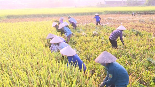 Hội vi&ecirc;n n&ocirc;ng d&acirc;n, phụ nữ, lực lượng vũ trang huyện Thanh Thủy, tỉnh Ph&uacute; Thọ gi&uacute;p người d&acirc;n thực hiện c&aacute;ch ly gặt l&uacute;a