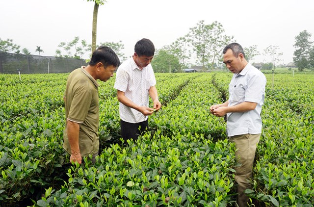 Cơ cấu chuyển dịch giống ch&#232; v&#224; t&#236;nh h&#236;nh canh t&#225;c, thu hoạch v&#224; tổ chức sản xuất tại c&#225;c v&#249;ng ch&#232; - Ảnh 2