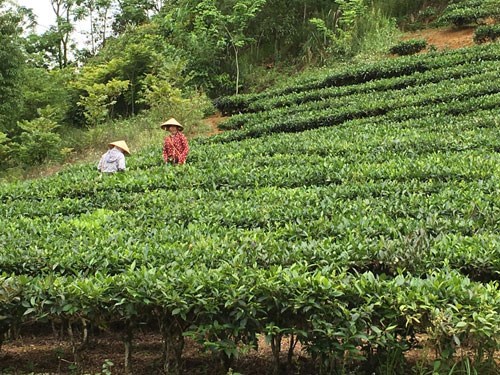 Huyện S&#236;n Hồ (Lai Ch&#226;u): Thay đổi diện mạo từ việc ph&#225;t triển v&#249;ng ch&#232; chất lượng cao&#160; - Ảnh 1