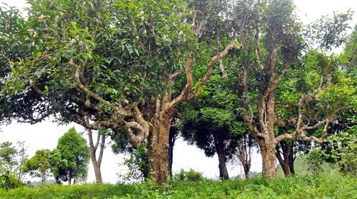 Ch&#232; cổ bao nhi&#234;u năm tuổi? - Ảnh 1