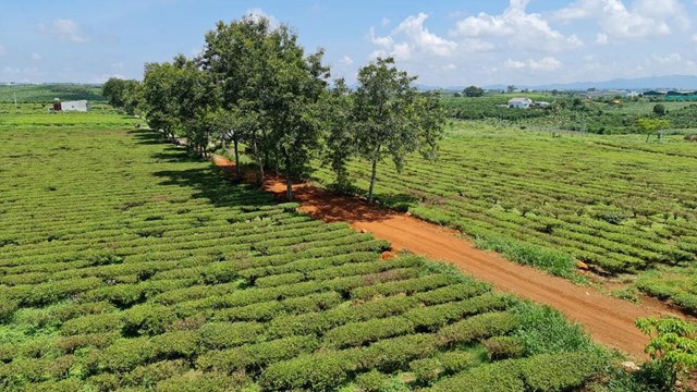 Với lợi thế về kh&iacute; hậu &ocirc;n h&ograve;a hai m&ugrave;a mưa nắng, v&ugrave;ng đất đỏ bazan, c&oacute; độ ẩm cao rất ph&ugrave; hợp cho c&acirc;y ch&egrave; ph&aacute;t triển.