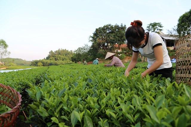 C&ocirc;ng ty cổ phần Ch&egrave; Phong Hải (L&agrave;o Cai)&nbsp;lu&ocirc;n cố gắng hết sức để giữ nhịp độ sản xuất v&agrave; đời sống của nh&acirc;n vi&ecirc;n