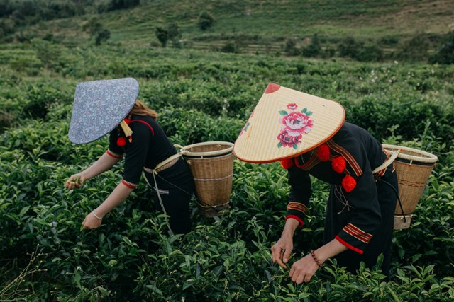 Hợp t&#225;c x&#227; Ch&#232; sạch Đ&#244;ng Trường Sơn: H&#224;nh tr&#236;nh xanh v&#236; sức khỏe v&#224; m&#244;i trường - Ảnh 10