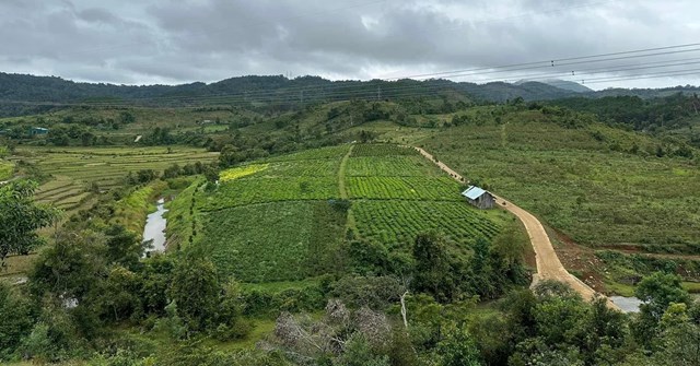 V&agrave;i năm trở lại đ&acirc;y, ch&iacute;nh quyền địa phương đ&atilde; x&acirc;y dựng&nbsp;m&ocirc; h&igrave;nh trồng ch&egrave;,&nbsp;v&agrave; hướng dẫn người d&acirc;n mở rộng diện t&iacute;ch mang lại hiệu quả kinh tế cao