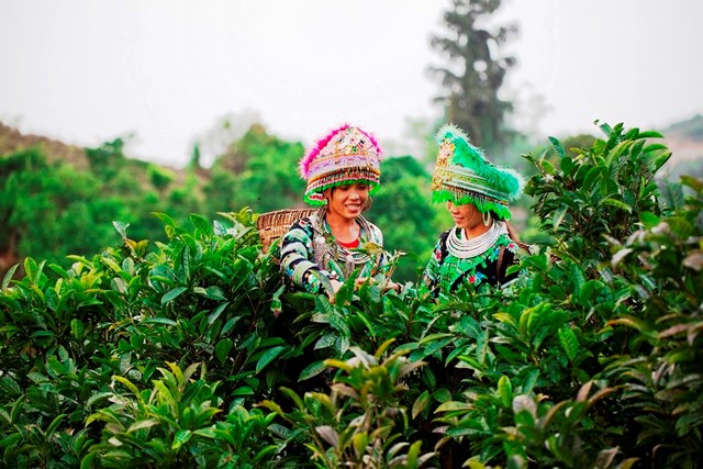 Tr&agrave; xanh m&acirc;y T&agrave; X&ugrave;a - Hương vị đất trời từ những c&aacute;nh rừng Shan tuyết trăm năm tuổi