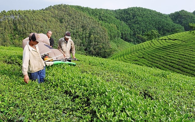 Cụ thể, sản xuất chè trong n&ocirc;ng hộ chiếm gần 65% về diện t&iacute;ch, quy m&ocirc; sản xuất nhỏ b&igrave;nh qu&acirc;n khoảng 0,2 ha/hộ. &ETH;iều n&agrave;y khiến cho chất lượng sản phẩm chè của nước ta kh&ocirc;ng đồng đều v&agrave; kh&oacute; đưa khoa học kỹ thuật v&agrave;o sản xuất tạo ra những sản phẩm chất lượng cao.