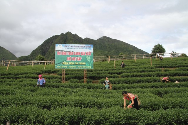 C&acirc;y ch&egrave; đ&atilde; v&agrave; đang mở ra hướng mới trong ph&aacute;t triển kinh tế, x&oacute;a đ&oacute;i giảm ngh&egrave;o cho người n&ocirc;ng d&acirc;n Lai Ch&acirc;u. &nbsp;