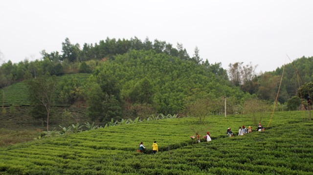 V&ugrave;ng nguy&ecirc;n liệu sản xuất ch&egrave; chất lượng cao tại x&atilde; Văn H&aacute;n, huyện Đồng Hỷ - Ảnh: Sơn Thủy