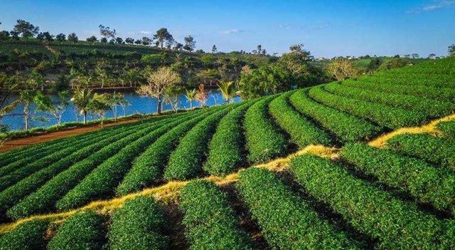 Du kh&aacute;ch trải nghiệm h&aacute;i tr&agrave;, l&agrave;m tr&agrave; tại L&agrave;ng Ch&egrave; T&acirc;y Nguy&ecirc;n &nbsp;