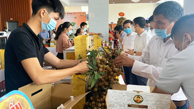 M&ugrave;a vụ nh&atilde;n lồng năm nay to&agrave;n tỉnh c&oacute; khoảng 4.500 ha nh&atilde;n đang cho thu hoạch với sản lượng dự kiến ước đạt 50.000 - 55.000 tấn, năng suất cao hơn m&ugrave;a vụ năm 2020 từ 15 - 20%, &ocirc;ng Văn cho biết th&ecirc;m.