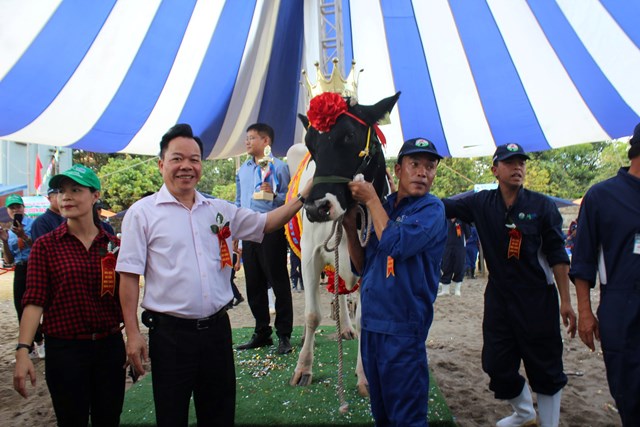 Hội thi "Hoa hậu b&ograve; sữa" C&ocirc;ng ty Cổ phần Giống B&ograve; sữa Mộc Ch&acirc;u (Mộc Ch&acirc;u Milk) tổ chức một hoạt động văn h&oacute;a thường ni&ecirc;n mang đậm dấu ấn của v&ugrave;ng đất cao nguy&ecirc;n tại thị trấn N&ocirc;ng trường Mộc Ch&acirc;u (huyện Mộc Ch&acirc;u, Sơn La). Ảnh: Phi Long