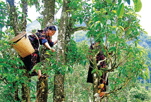 Người đồng bafoTura Ch&ugrave;a (Điện Bi&ecirc;n) h&aacute;i ch&egrave;