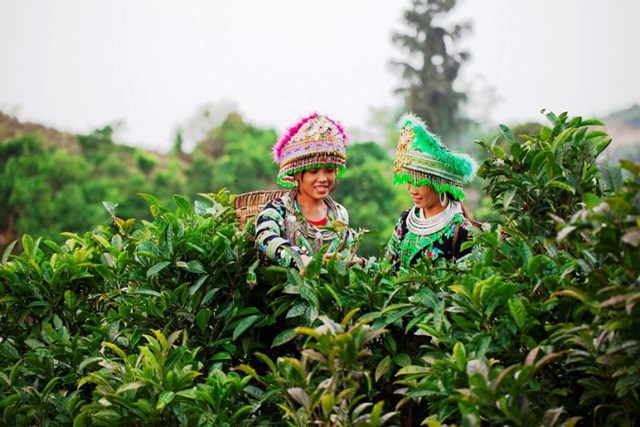 Người d&acirc;n h&aacute;i ch&egrave; Shan tuyết cổ thu ở Cao Bồ (H&agrave; Giang)