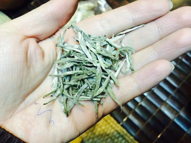 C&aacute;nh của Bạch tr&agrave; shan tuyết T&acirc;y C&ocirc;n Lĩnh