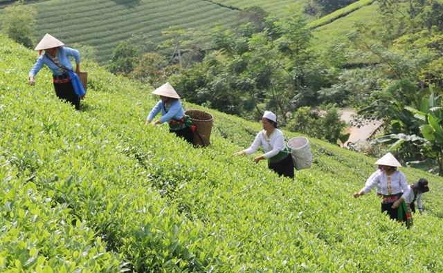 Hoạt động thu hoạch ch&egrave; của người d&acirc;n x&atilde; Long Cốc - Tỉnh Ph&uacute; Thọ x&aacute;c định c&acirc;y ch&egrave; l&agrave; c&acirc;y trồng chủ lực đem lại hiệu quả kinh tế cao.