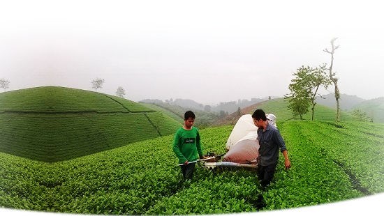 V&ugrave;ng ch&egrave; xanh mướt của c&ocirc;ng ty Ph&uacute; Đa, huyện Thanh Sơn, tỉnh Ph&uacute; Thọ