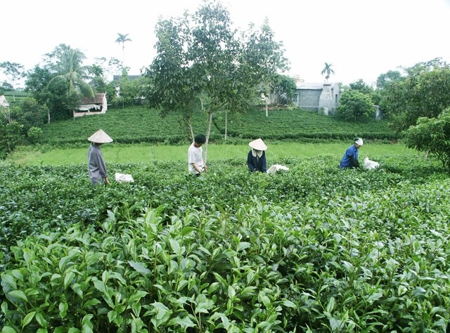 N&ocirc;ng d&acirc;n x&atilde; T&acirc;n Cương (TP Th&aacute;i Nguy&ecirc;n) thu hoạch ch&egrave;