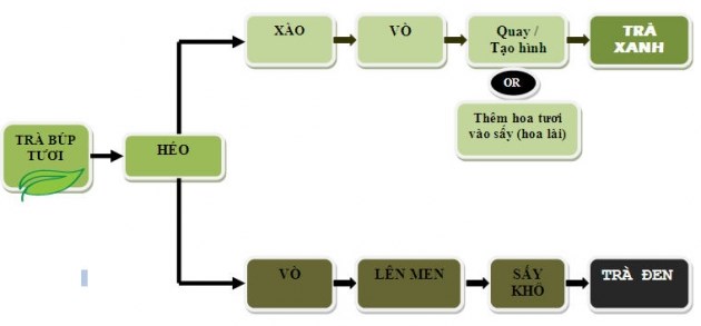 Qu&aacute; tr&igrave;nh l&ecirc;n men của&nbsp;tr&agrave; xanh&nbsp;v&agrave;&nbsp;tr&agrave; đen.