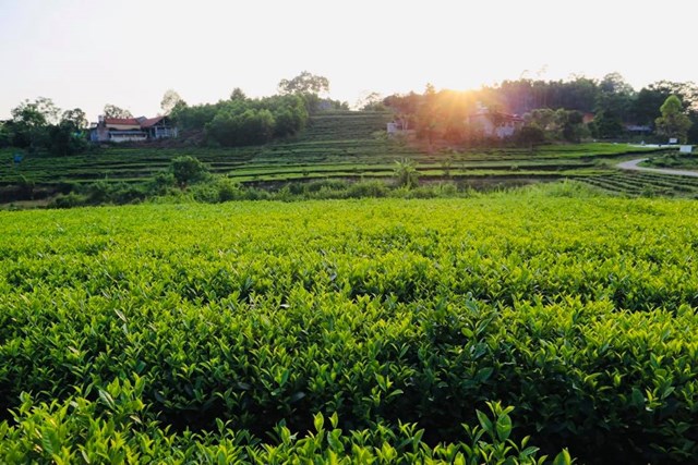 N&ocirc;ng trường Phong Hải, (Bảo Thắng, L&agrave;o Cai) nổi tiếng với đồi ch&egrave; san s&aacute;t như b&aacute;t &uacute;p, được phủ bởi lớp m&agrave;u xanh của ch&egrave;, sẽ l&agrave; một ấn tượng kh&ocirc;ng bao giờ qu&ecirc;n được với những ai đ&atilde; từng c&oacute; dịp tới đ&acirc;y