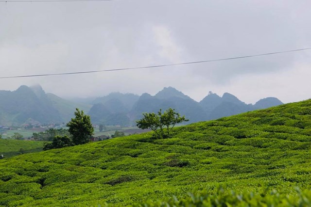 M&#234;nh m&#244;ng đồi tr&#224; Phong Hải - Ảnh 1