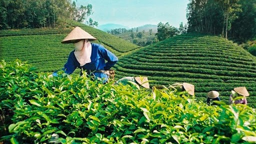 V&ugrave;ng nguy&ecirc;n liệu sản xuất ch&egrave; chất lượng cao tại huyện Lạc Thủy, tỉnh H&ograve;a B&igrave;nh.