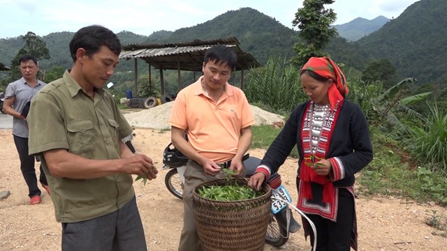 Để ph&aacute;t triển kinh tế từ c&acirc;y ch&egrave; th&igrave; kh&ocirc;ng chỉ thu hoạch sản phẩm, m&agrave; cần phải tập trung v&agrave;o kh&acirc;u chế biến nhằm n&acirc;ng cao chất lượng, cũng như n&acirc;ng cao gi&aacute; th&agrave;nh của sản phẩm c&acirc;y ch&egrave;.