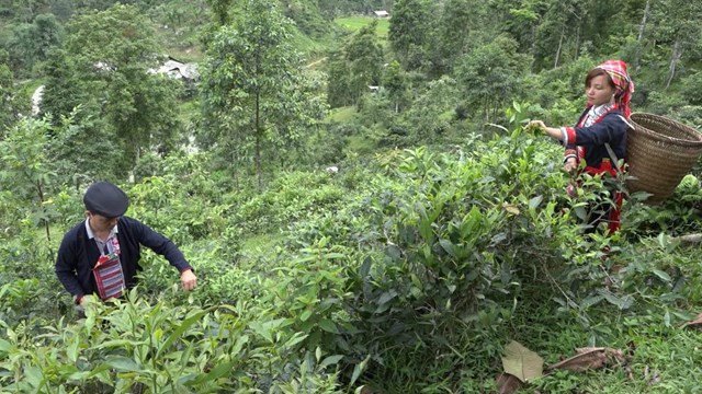 H&#224; Giang: Ch&#224;ng trai người Dao khởi nghiệp từ chế biến ch&#232; hữu cơ khẳng định thương hiệu Việt - Ảnh 1