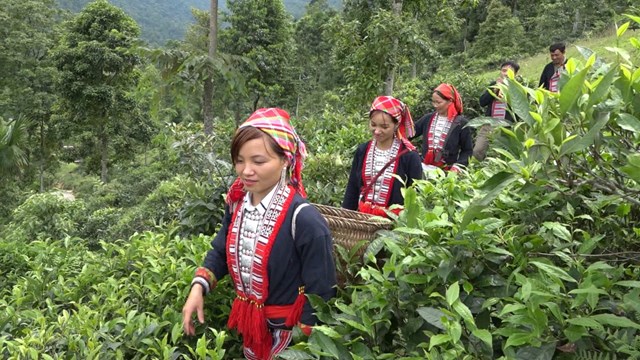 Vươn l&ecirc;n tho&aacute;t ngh&egrave;o từ ch&iacute;nh c&acirc;y ch&egrave; shan, loại c&acirc;y c&ocirc;ng nghiệp d&agrave;i ng&agrave;y gắn b&oacute; l&acirc;u đời với người d&acirc;n th&ocirc;n Nậm An, x&atilde; T&acirc;n Th&agrave;nh, Bắc Quang (H&agrave; Giang).