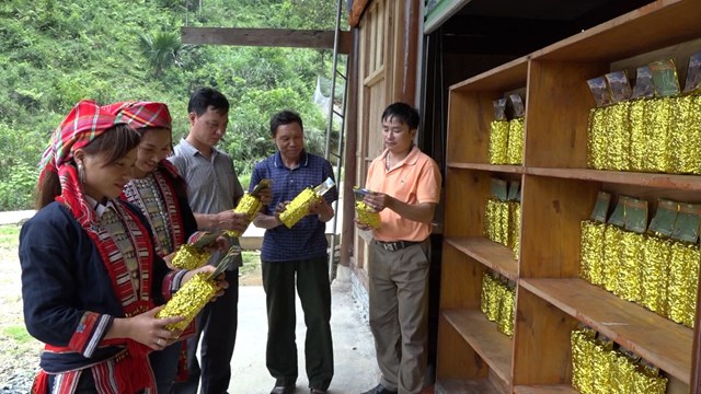 Thu nhập ổn định, người trồng ch&egrave; đ&atilde; biết ch&uacute; trọng đầu tư chăm s&oacute;c c&acirc;y ch&egrave; shan tuyết của gia đ&igrave;nh.