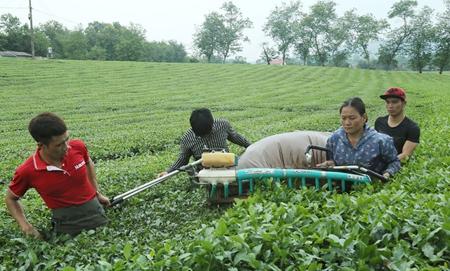 Ph&aacute;t triển ch&egrave; chất lượng cao l&agrave; một trong những chương tr&igrave;nh n&ocirc;ng nghiệp trọng điểm được huyện Thanh Sơn thực hiện đạt hiệu quả cao trong những năm qua.