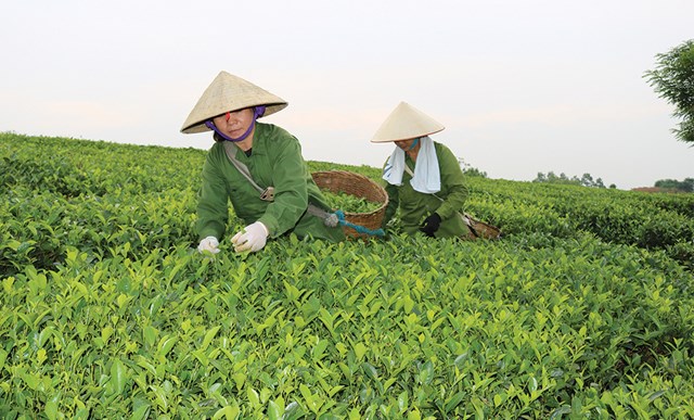 Huyện Thanh Sơn l&agrave; 1 trong những đồi ch&egrave; lớn nhất tại tỉnh Ph&uacute; Thọ