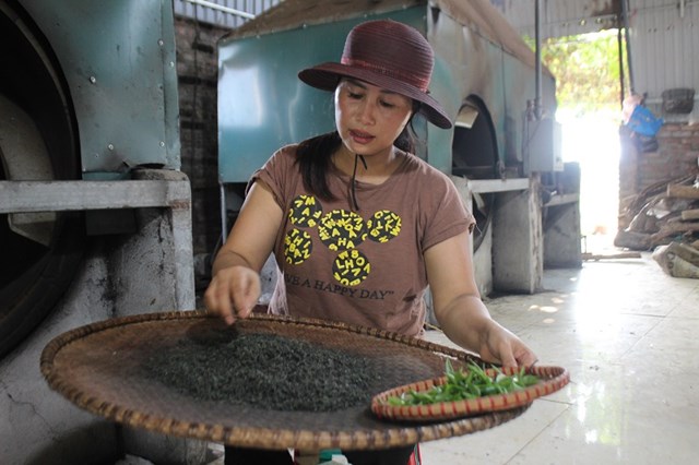 Việc thu h&aacute;i ch&egrave; đều thủ c&ocirc;ng đến c&ocirc;ng đoạn sao, v&ograve; l&agrave;m ch&egrave; đều ho&agrave;n to&agrave;n thủ c&ocirc;ng. Ảnh: Sơn Thủy