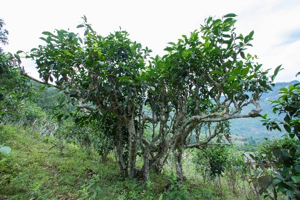 &Aacute;p dụng phương thức l&agrave;m tr&agrave; phổ nhĩ sống, nghệ nh&acirc;n l&agrave;m tr&agrave; v&ugrave;ng Tả Củ Tỷ thu h&aacute;i những c&acirc;y ch&egrave; shan tuyết trăm năm tuổi tạo ra thức tr&agrave; phổ nhĩ sống nồng n&agrave;n một c&aacute;ch tinh tế v&ocirc; c&ugrave;ng, chứa đựng tinh hoa đất trời, đọng lại dư vị đặc biệt trong t&acirc;m tr&iacute; những người đ&atilde; nếm thử.