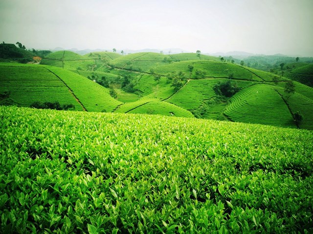 Đậm đà hương vị chè trung du Tân Cương Thái Nguyên