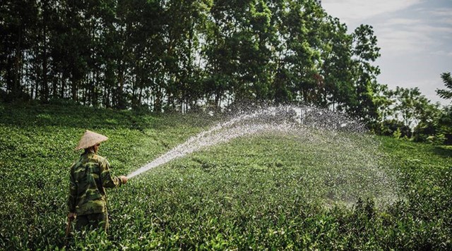 Mỗi m&ugrave;a ch&egrave; trung du T&acirc;n Cương Th&aacute;i Nguy&ecirc;n lại c&oacute; một hương vị đặc trưng.