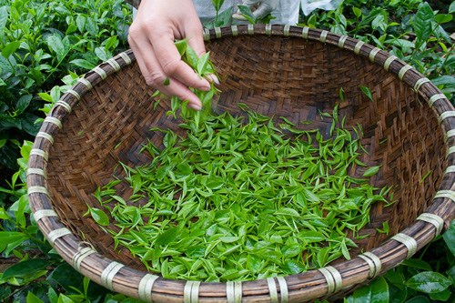 C&ocirc;ng đoạn h&aacute;i ch&egrave; cũng rất cầu k&igrave;. Ch&egrave; phải được h&aacute;i từ tinh sương đến giờ Ngọ (12 giờ trưa)