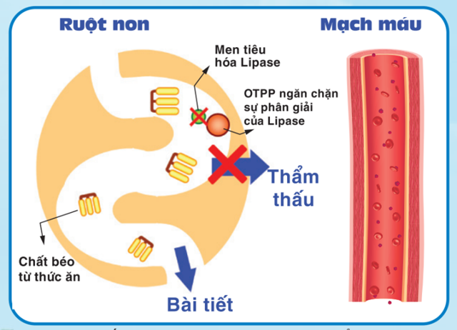 Năm 2001, c&aacute;c nh&agrave; khoa học của Mỹ v&agrave; Nhật đ&atilde; nghi&ecirc;n cứu t&aacute;c dụng của tr&agrave; &Ocirc; long với OTPP tr&ecirc;n 1 nh&oacute;m nam giới uống 300ml tr&agrave;/lần v&agrave; 5 lần/ng&agrave;y (15g tr&agrave;/ng&agrave;y)