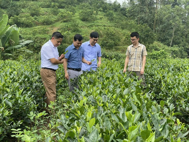 Đảng ủy Khối v&agrave; l&atilde;nh đạo Li&ecirc;n minh hợp t&aacute;c x&atilde; tỉnh thăm v&ugrave;ng nguy&ecirc;n liệu ch&egrave; của Hợp t&aacute;c x&atilde; Dịch vụ tổng hợp Kiến Thuận