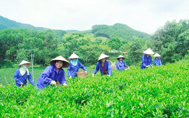 HTX Tr&agrave; Cao Sơn, ở x&oacute;m Khe Lim, x&atilde; B&igrave;nh Sơn (T.P S&ocirc;ng C&ocirc;ng) đang &aacute;p dụng sản xuất hữu cơ, th&acirc;n thiện m&ocirc;i trường.